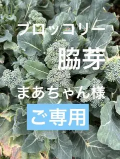 ☆ご専用☆ブロッコリーの脇芽、宅急便60サイズ