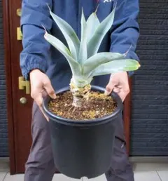 2025年最新】アテナータ ボーチンブルーの人気アイテム - メルカリ