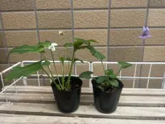 柿谷秀美様 リクエスト 2点 まとめ商品