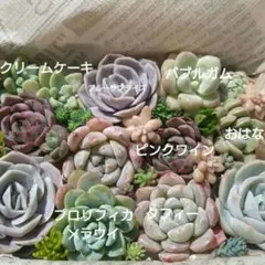 カット苗詰め合わせ　カット苗セット　多肉弁当多肉植物　寄植え　名前付き　匿名発送