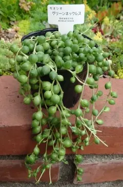 ☆グリーンネックレス　多肉植物　カット苗