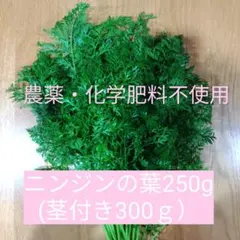 Item thumbnail for item 8af7afdf-2041-43bb-9645-d31d6123a89e