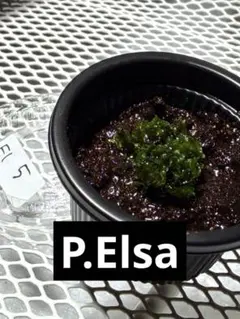 2026年最新】elsa ビカクシダの人気アイテム - メルカリ