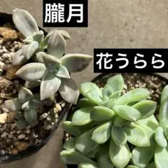 朧月　鉢ごと発送 楽天市場】多肉植物 朧月の通販