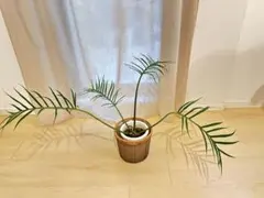 2025年最新】フィロデンドロントータムの人気アイテム - メルカリ