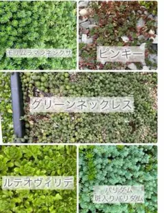 多肉植物　セダム多品種セット　２点おまとめ