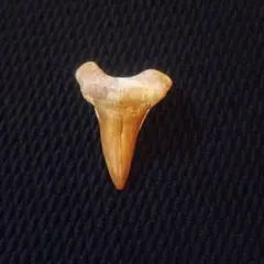サメの歯 化石 コレクションのサムネイル