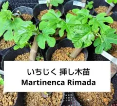 2026年最新】穂木 イチジクの人気アイテム - メルカリ
