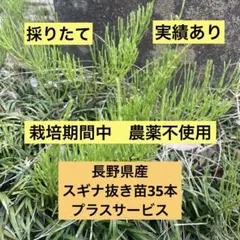 2026年最新】スギナ苗の人気アイテム - メルカリ