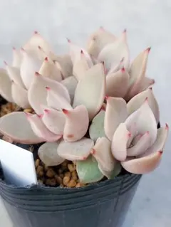 2026年最新】葉挿しの人気アイテム - メルカリ