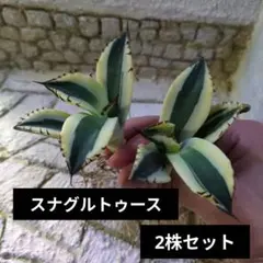 ゴルパパ様 リクエスト 2点 まとめ商品