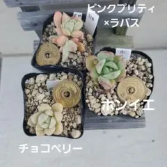 Sakurasaku様 リクエスト 2点 まとめ商品