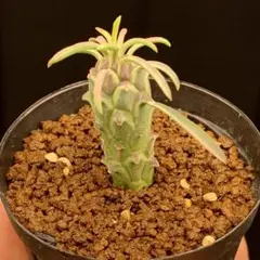 まる様専用追加苗ページ