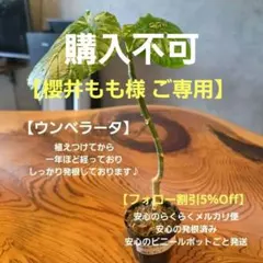 【ご専用】【ウンベラータ 】トップカット 一年育てた発根活着済の観葉植物の苗木