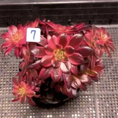 7#多肉植物アエオニウム錦❤️ 花火❤️12頭17cm拔き苗 1#多肉植物アエオニウム錦❤️ ニカ ❤️ 朝霞錦❤️1頭10cm拨き