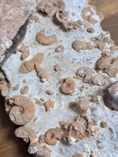 ハイアライトオパール 魚卵状珪石 バクテリアコロニー 蛍光オパール