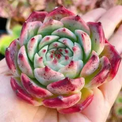 2026年最新】抜き苗の人気アイテム - メルカリ