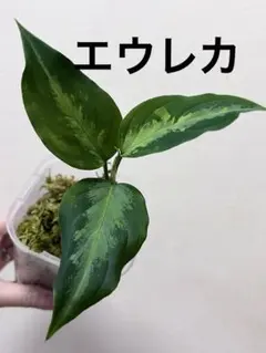 ◇RGL◇ 中株 南スマトラワイルド現地便 アグラオネマ ピクタム マルチ