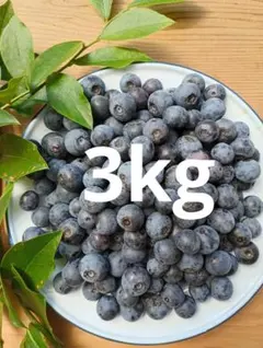 生ブルーベリー　3kg　農薬不使用栽培　愛媛県産　朝摘み　常温発送 生ブルーベリー 3kg 農薬不使用栽培 愛媛県産 朝摘み 常温発送 - メルカリ