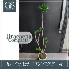 都内送料無料]ドラセナコンパクタ 観葉植物 160cm - メルカリ