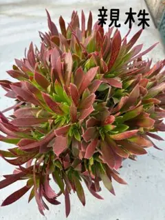 ぽぽこ様 リクエスト 8点 まとめ商品