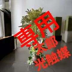 2025年最新】ウンベラータ 斑入りの人気アイテム - メルカリ