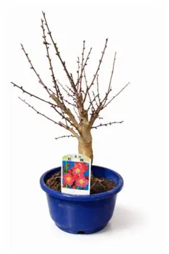 2025年最新】盆栽の人気アイテム - メルカリ