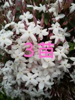 ハゴロモジャスミン3苗