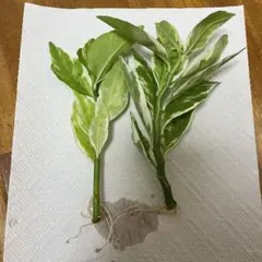 ぜん様 リクエスト 3点 まとめ商品