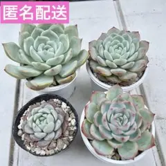 エケベリア 多肉