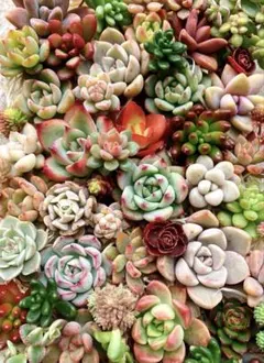 多肉植物カット苗詰め合わせ②♡19×12cm 大パック♡寄せ植え 多肉弁当