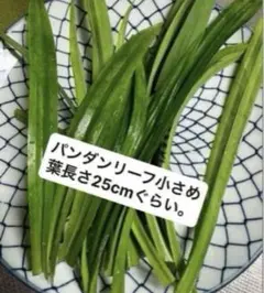 生パンダンリーフの葉小さめ30枚＋レモングラス5本オマケ