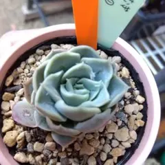 札付き　miyaさん苗　ひなの　多肉植物 ひなの （sis）miyaさん苗 エケベリア 多肉植物2頭 - メルカリ