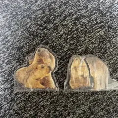 ヒマラヤマーモット まもち　アクリルマスコット　2個セット