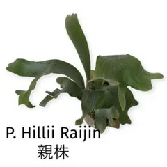 P. hillii Raijin 雷神（OC）のサムネイル