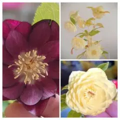 うさみ様 リクエスト 2点 まとめ商品