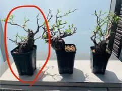 2025年最新】オペルクリカリア パキプス ベアルートの人気