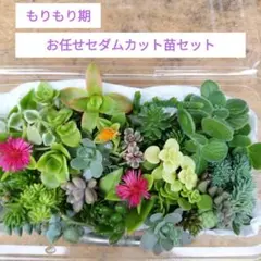 多肉植物 アエオニウムカット苗セット - メルカリ
