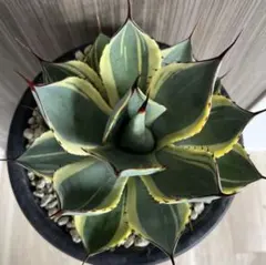 2026年最新】アガベ パリー トランカータの人気アイテム - メルカリ