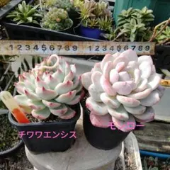 多肉植物　エケベリア2種　大苗抜き苗