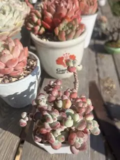 MamaChan様専用！多肉☆コミックトム・10本×２