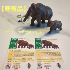 2026年最新】マンモスの牙の人気アイテム - メルカリ