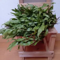 レモンユーカリ ドライ　 美しさと香り!!　①