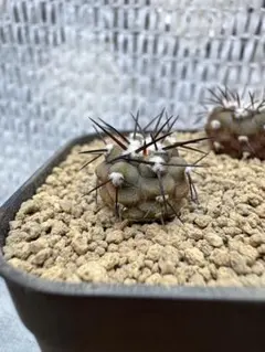 2025年最新】コピアポア シネレアの人気アイテム - メルカリ