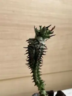 2026年最新】サボテン モンストの人気アイテム - メルカリ