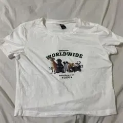 SHEIN DAZY ショート丈 Tシャツ