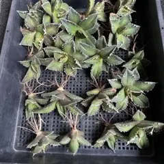 2026年最新】チタノタ 狼人の人気アイテム - メルカリ