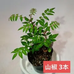 4144○実山椒1000粒以上①送料込¥900［260528］ - メルカリ