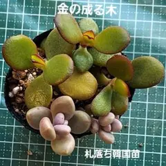 2026年最新】金の成る木の人気アイテム - メルカリ