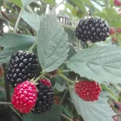 オータケ様 リクエスト 2点 まとめ商品